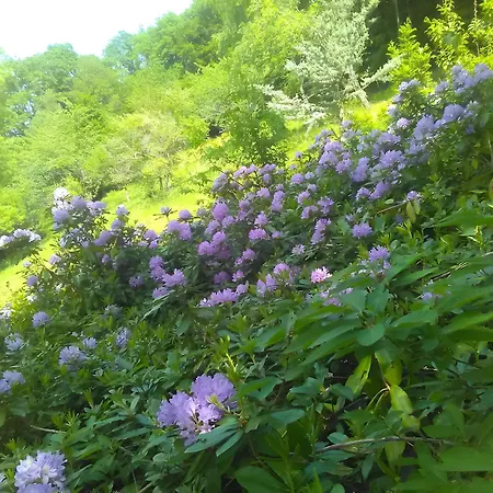 Cadichon Munster (Haut-Rhin)