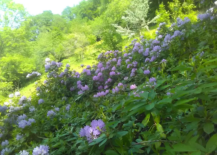 Cadichon Munster (Haut-Rhin)